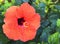 Beautiful red Hibiscus flowers China rose,Gudhal,Chaba,Shoe flower in the garden of Tenerife,Canary Islands, Spain.