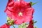 Beautiful red Hollyhock flower on blue sky