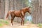 Beautiful red horse Arabian breed walking on the road in the forest