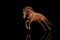 Beautiful red horse galloping in a phase jump developing mane.