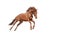 Beautiful red horse galloping in a phase jump developing mane.