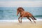 Beautiful red horse galloping on the sea beach