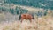 A beautiful red horse grazes on a hillside in Carpathian mountains