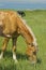 Beautiful red horse grazing in the meadow in summer