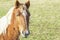 Beautiful red horse with long blonde mane in spring field