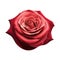 Beautiful red hybrid tea rose flower blooming isolated on a white or transparent background. Rose flower is symbol of love, desire