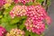 Beautiful, red hydrangea blossom