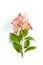 beautiful red hydrangea branch on a white background close-up.