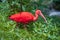 Beautiful red ibis bird in green grass