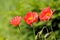 Beautiful red Iceland poppy blooming