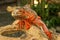 Beautiful Red Iguana on wood, animal closeup. Orange colored Iguana sits on driftwood and looking at the camera. A subspecies of