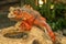 Beautiful Red Iguana on wood, animal closeup. Orange colored Iguana sits on driftwood and looking at the camera. A subspecies of