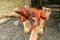 Beautiful Red Iguana on wood, animal closeup. Orange colored Iguana sits on driftwood and looking at the camera. A subspecies of