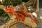 Beautiful Red Iguana on wood, animal closeup. Orange colored Iguana sits on driftwood and looking at the camera. A subspecies of