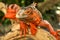 Beautiful Red Iguana on wood, animal closeup. Orange colored Iguana sits on driftwood and looking at the camera. A subspecies of