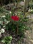 A beautiful red Indian rose in Assam