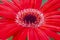 Beautiful Red Isolated Macro Shot of Gerbera of Gelios Sort Flower Herbera