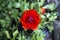 Beautiful red juicy lonely flower - buttercup. Ranunkulyus Red Red on a sunny day in the Spanish city park