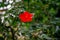 Beautiful red jungle flower