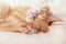 Beautiful red kitty sleeping. Close up portrait redhead sleepy striped kitten. Cute sleeping cat.