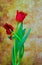 Beautiful red lace fringed tulips against grunge background