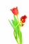 Beautiful red lace fringed tulips against white background