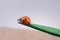 Beautiful red ladybug walking on a wooden stick