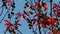 Beautiful red leaves and fruits of American sweetgum, Liquidambar styraciflua,American storax,ha