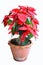 Beautiful red leaves of poinsettia tree