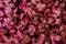 Beautiful red leaves texture of Mugwort plant - Artemisia vulgare fresh variegated leaves