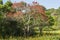 Beautiful red leaves tree in Kirstenbosch botanical Garden, Cape Town