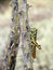 Beautiful Red Legged Grasshopper in Organ Pipe Cactus National Monument, Arizona, USA