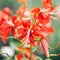 Beautiful red Lily in summer garden royal curls