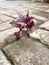 beautiful red Ludwigia or alternanthera sessilis or iresine herbstii plant grow on the brick road