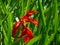The beautiful red Lycoris radiata, known as red spider lily, red magic lily, or equinox flower.