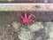 Beautiful red maple leaf on a walkway