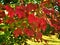 Beautiful red maple leaves in autumn