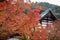 Beautiful red maple leaves in Kyoto`s Eikando Temple