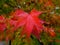 Beautiful red maple leaves Momiji during Japanese autumn