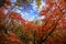 Beautiful red maple Momiji leaves in Nikko