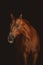 Beautiful red mare horse isolated on dark background