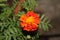 Beautiful red Marigold flower