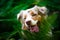 Beautiful red merle australian shepherd dog hiding in the fern.