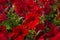 Beautiful red million bells flower, calibrachoa. Spring with many bloom in springtime