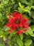 Beautiful red needle flowers. King Ixora Flowering Ixora chinensis Rubiaceae Flowers Ixora Ixora Flowers Coccinea Flowers