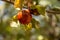 Beautiful red oak`s galls on a branch and green leaves around