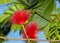 Beautiful Red Ohia Lehua Flower in Bloom