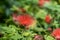 Beautiful Red Ohia Lehua Flower in Bloom on the Natural Background