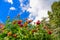 Beautiful red and orange dahlias in the foreground and the sky and some clouds in the background.