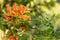 Beautiful red orange flowers on tree with leafs and branches on blurry background